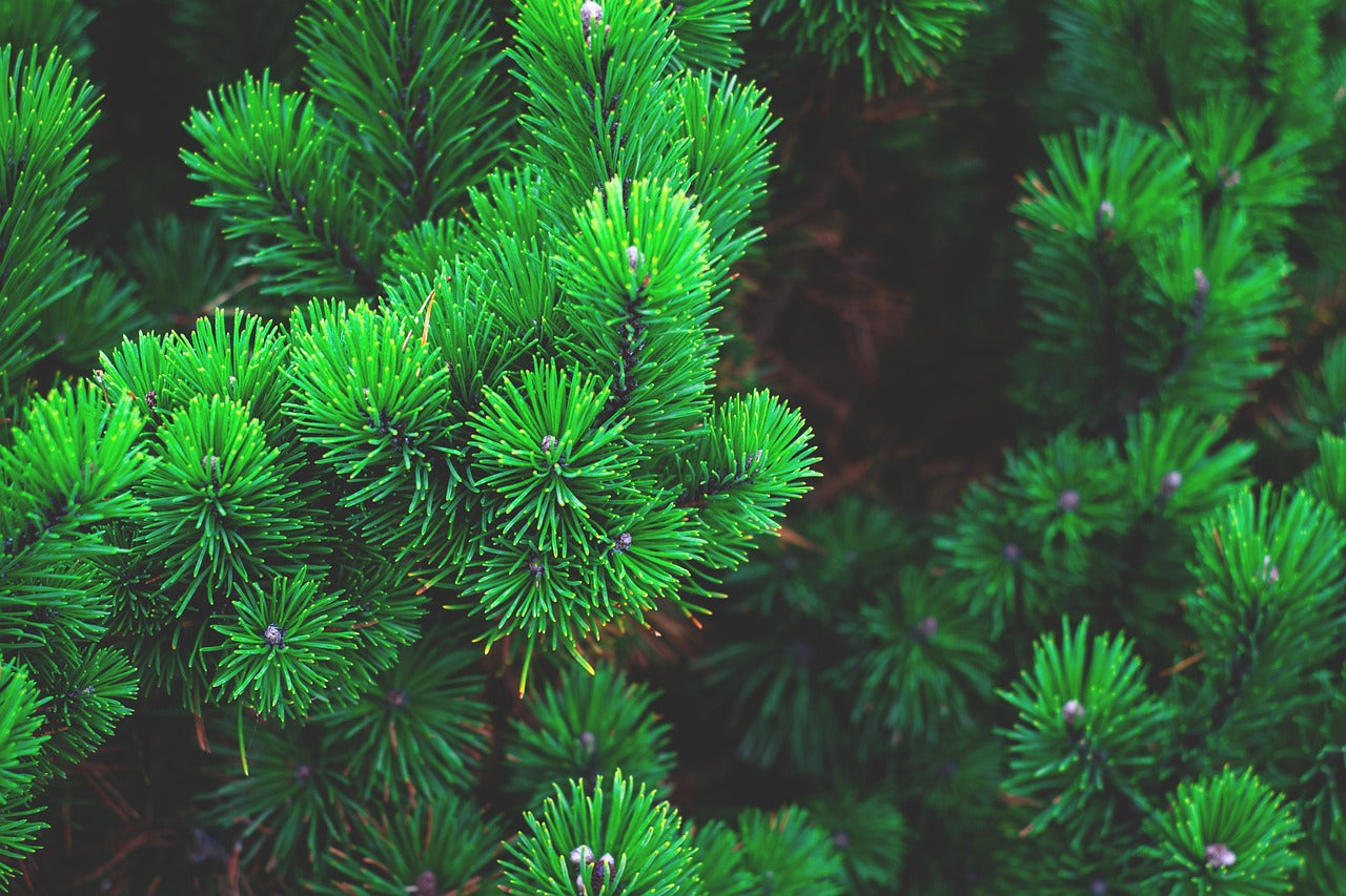 Dragons Breath Pine Needle Tea | 25g